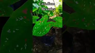 #caladium #collection #sale #houseplants #ytshorts #trendingnow #juttimeri