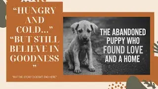 Abandoned Puppy was Scared to Death and Struggling to Survive until This #Abandoned #Puppy#Stree#of