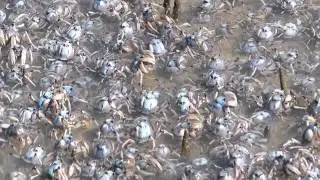 Soldier Crabs Invading Coffs Harbour
