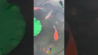 Before you Scroll&hellip; Please Take 20 Seconds&hellip; Sit Back, Relax, and Just Watch