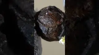 🤯 Extreme Close Up Satisfying Pressing Pepper  #experiment #macro #slowmotion