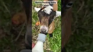 CUTE BABIES GOATS! Bottle feeding the babies now into week 3. #dwarfgoats #bottlefeedinggoats