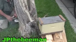 Выкуривание пчел из дерева
