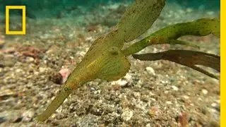 Don't Be Fooled&mdash;This Isn't Sea Grass | National Geographic