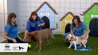 Frank Subaru January 2020_ BBBS CVACF