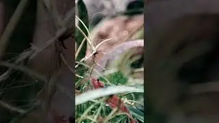 #shrimp #nature #aquarium #aquascape #relax #goodvibes #trending #shorts #viral #youtubeshorts