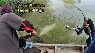 Berburu Kakap Putih Langsung Ke Sarangnya