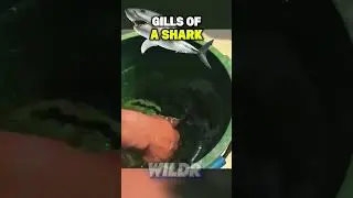 This Fish Defends Itself With SLIME 🤢💦