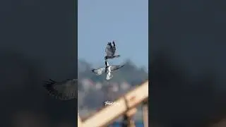 Crazy intense territorial battle between two male Belted Kingfishers..#kingfisher #beltedkingfisher