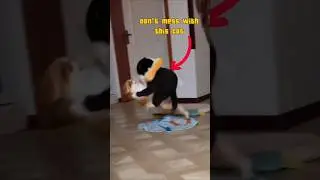 This Cat Just Did a Body Slam!  #FunnyCats #cats  #funny