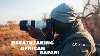 Safari South Africa Cinematic vlog Sigma 16-28mm f2.8 footage