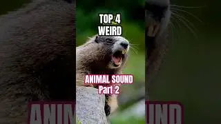 This animal is a band vocalist! #animals #animalsounds