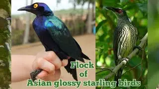 Asian glossy starling a.k.a galansiyang bird in the philippines