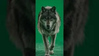 Wolf green screen