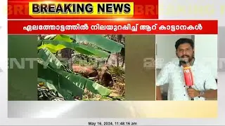 ഇടുക്കി ബൈസൺവാലി നെല്ലിക്കാട്ടിൽ കാട്ടാനക്കൂട്ടം | Bison Valley | Idukki