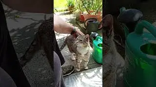 Gartenzeit mit unserem Hofkater Herr Wei&szlig;fu&szlig;