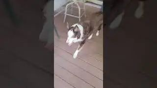 Dogs do understand what you say. Especially Border Collies. #dogsmart  #bordercollie