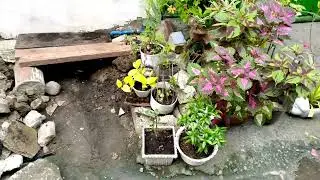 #landlady#Re Arrange to my flowers,Thanks Ate (Landlady)