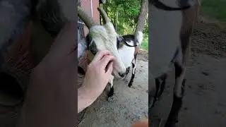 Penny face scratches