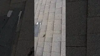Tree branch damaged roof. Temporary repair before insurance inspection. #leakyroof #leakingroof
