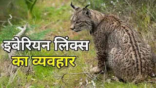 इबेरियन लिंक्स का व्यवहार iberian lynx in hindi | Wild Lynx Cat Wildlife Documentary Hindi