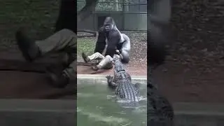 crocodile attack 😲😲Save Gorzila 🫡🫡#danger #viral #shorts #clip