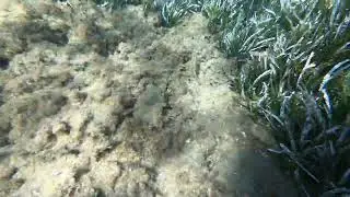 Serranus Cabrilla (Comber) + Serranus Hepatus (Brown Comber)