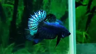 Wild type 