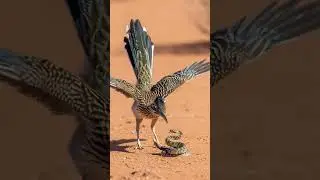 Desert Duel: Road Runner VS Snake