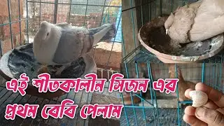 এই শীতকালের সিজনে প্রথম বেবি পেলাম?? Winter Breeding Season First Babu My Loft..