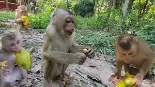 Let's watch adorable kids monkey pig-tail enjoying mango for snacks today💗🐒🥭💛