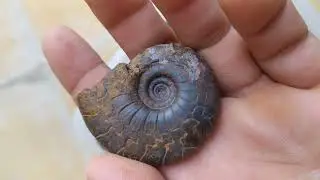 Divonian Goniatites Hematetes from Morocco
