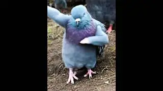Dance Like Nobody&rsquo;s Watching &ndash; Even If You&rsquo;re a Pigeon #DancingPigeon #PigeonVibes