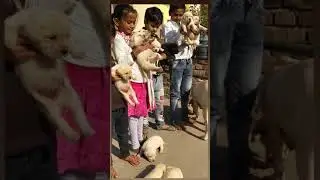 Rana pet shop contact me 📞 7049462433  labrador puppy top quality full heavy bone puppy Available ❤️