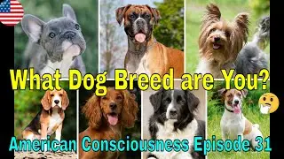 American Consciousness What Dog Breed Are You? Episode 31
