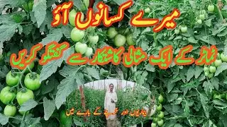 Tamatar ki mukammal malomat ke liye  raabta Karen as kasthkar sy.
