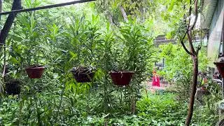 🌧️ Rainy Garden Morning | Peaceful Nature and Hanging Orchids