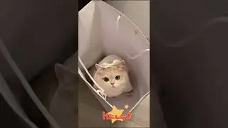 So Many Cute Kitties 😻 | Adorable Kitten Compilation