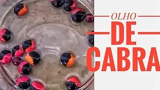 OLHO DE CABRA - SEMENTES PARA ARTESANATO - GERMINAÇÃO E MUDAS