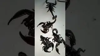 Black scorpion buy sell import export and buyers seller in the world