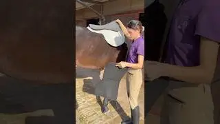 Preparing my horse for saddle #saddleup #horse #horses #relax #cavallo