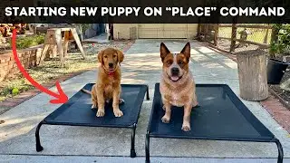 Starting new puppy on 