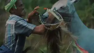 Pasola Festival Sumba: Ancient Tradition Meets Thrilling Adventure
