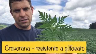 Cravorana - mais uma para cole&ccedil;&atilde;o de plantas daninhas resistentes a glifosato