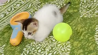 Naughty Puchku 🐾 | From Little Kitten to Big Boy 😄❤️#catsworld#CuteKitten#Mom&Kitten#yt#shorts #cat 