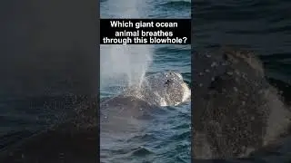 The Ultimate Animal Quiz: Can You Pass?