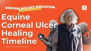 Equine Corneal Ulcer Healing Timeline: What Every Vet Should Know