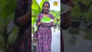 Ghar 🏡 ki kheti | terrace garden me lage arbi ke patte ki sabji 