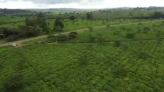 Tea estates of Thyolo - Malawi