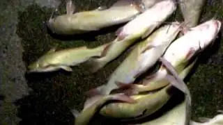 Secret 7 catfish bait!